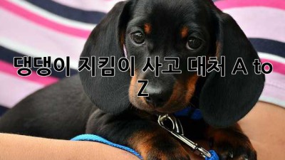 🐶댕댕이 지킴이! 사고 대처 A to Z🚨